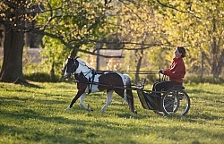 Miniature Horse Driving