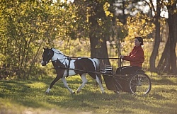 Miniature Horse Driving