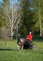 Miniature Horse Driving