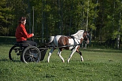 Miniature Horse Driving