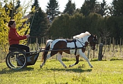 Miniature Horse Driving