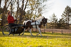 Miniature Horse Driving