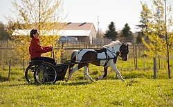 Miniature Horse Driving