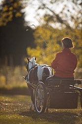Miniature Horse Driving