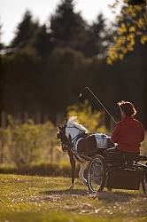 Miniature Horse Driving