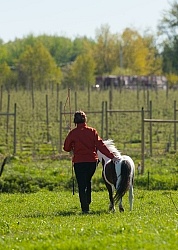 Working With a Miniature Horse