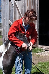 Working With a Miniature Horse