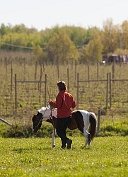 Working With a Miniature Horse