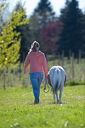 Working With a Miniature Horse