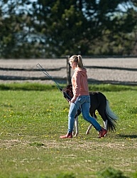 Working With a Miniature Horse