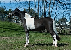 Miniature Horse Conformation