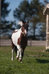 Miniature Horse Free Running