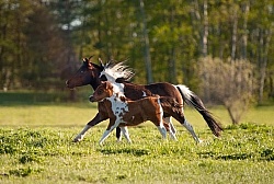 Miniature Horse Mare and Foal Free Running