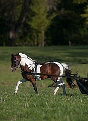 Miniature Horse Driving