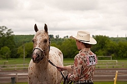 Appaloosa Showing Haslter