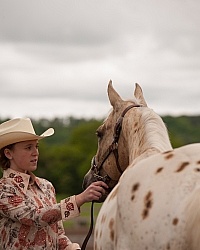 Appaloosa Showing Halter