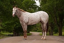 Appaloosa Conformation
