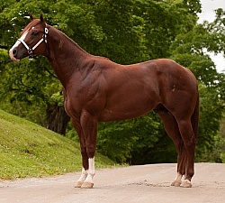 Appaloosa Conformation