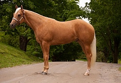 Appaloosa Conformation