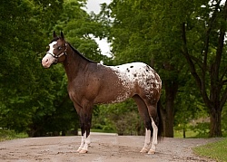 Appaloosa Conformation
