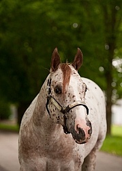 Appaloosa Portrait