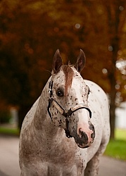 Appaloosa Portrait