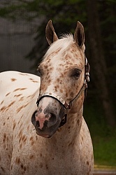 Appaloosa Portrait