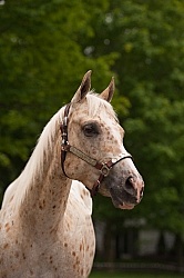 Appaloosa Portrait