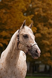 Appaloosa Portrait