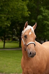 Appaloosa Portrait