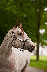 Appaloosa Portrait
