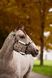 Appaloosa Portriat