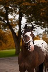 Appaloosa Portrait
