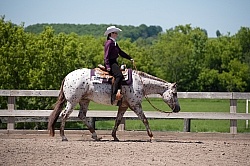 Appaloosa Western Pleasure