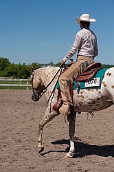Appaloosa Showing