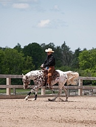 Appaloosa Reining