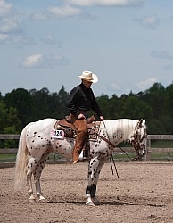 Appaloosa Reining