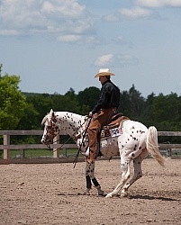 Appaloosa Reining