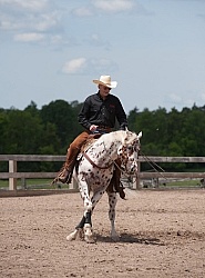 Appaloosa Reining