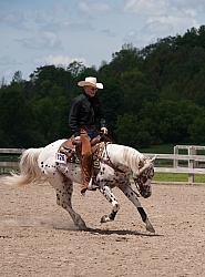 Appaloosa Reining