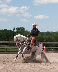 Appaloosa Reining