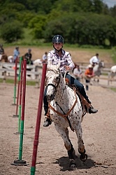 Appaloosa Pole Bending