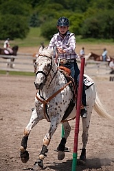 Appaloosa Pole Bending