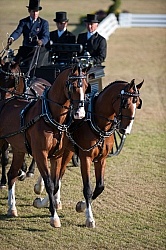 Alltech WEG Driving Driving Dressage