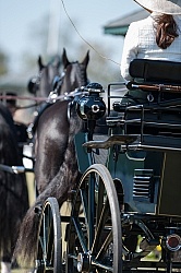 Alltech WEG Driving Driving Dressage