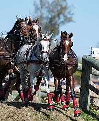  Driving Marathon WEG 2010
