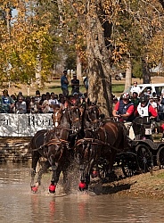 Driving Marathon WEG 2010