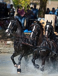  Driving Marathon WEG 2010