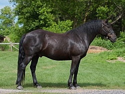 Canadian Conformation