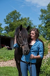 Canadian Horse with Young Girl